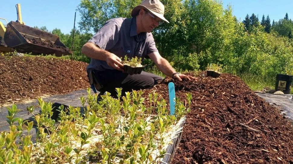 Un homme agenouillé enterre des plants dans une butte de paillis dans un champ.