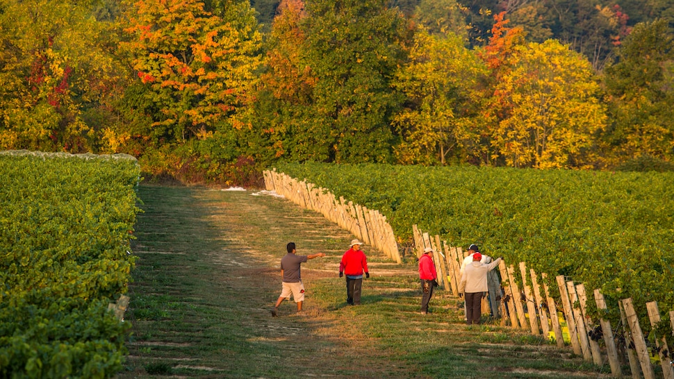 5 hommes se tiennent debout dans le vignoble en automne. 