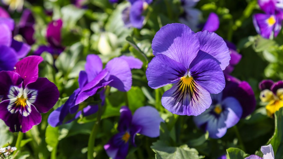 La fleur pensée (Viola tricolor ou Viola x wittrockiana). 