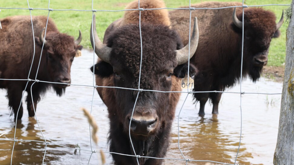 Un bison dans un enclos. 