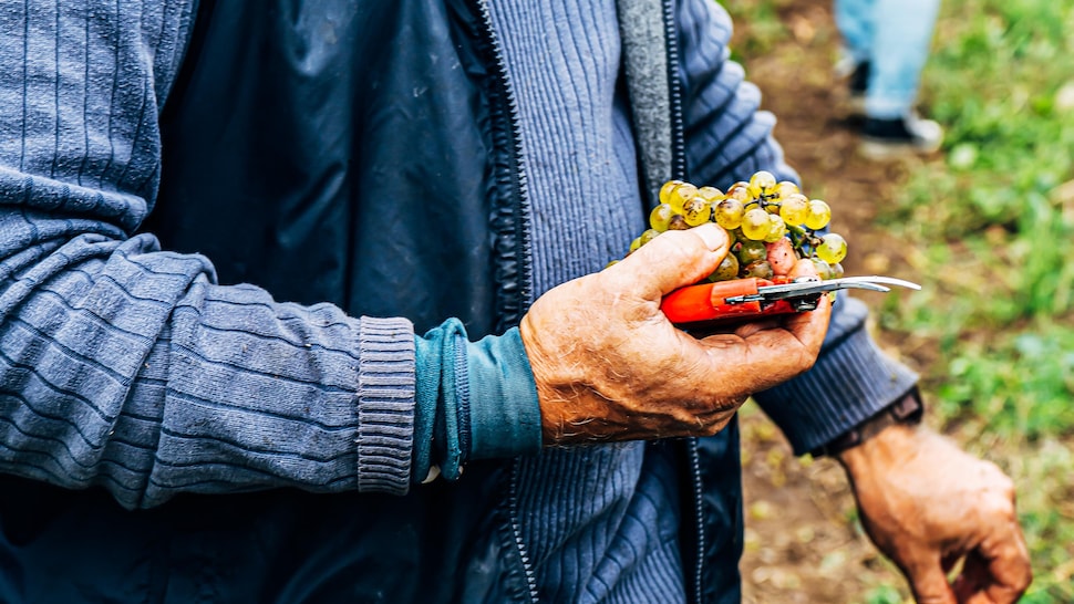 Une personne tient dans sa main un petit sécateur et une grappe de raisins. 