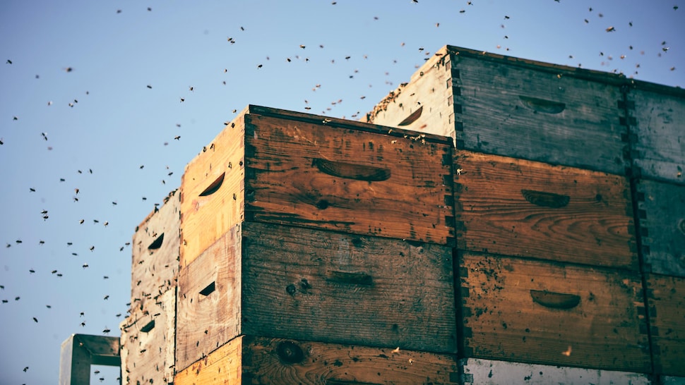 Des dizaines d'abeilles qui volent autour de plusieurs ruches.
