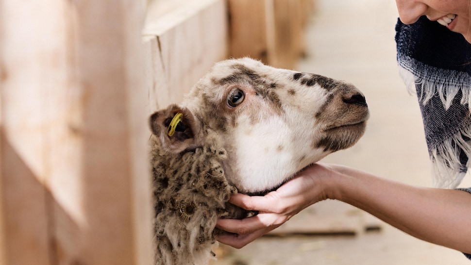 Geneviève O'Gleman gratte le cou d'un agneau.