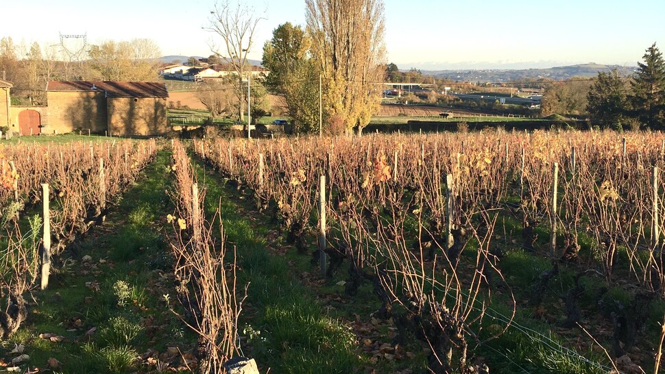 Des rangées de vignes dans le Beaujolais.