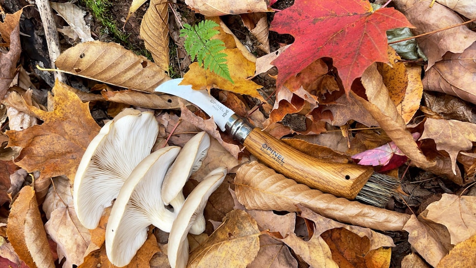Un couteau de mycologie au sol parmi les feuilles mortes, à côté de champignons sauvages. 