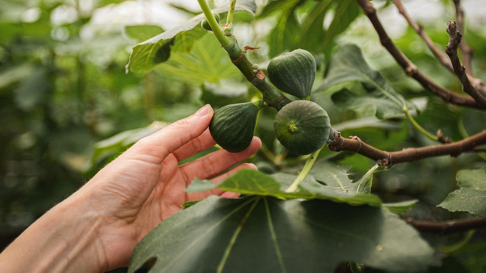 Des figues cultivées en serres, à La Vallée du Moulin. 