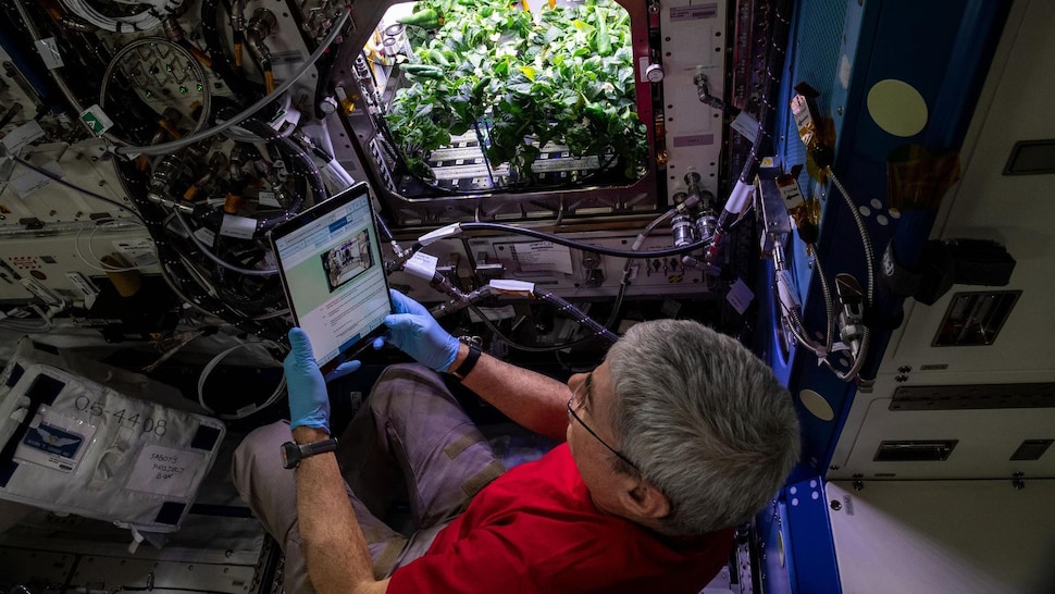 L'ingénieur de vol Mark Vande Hei s'occupe des plants de piment.