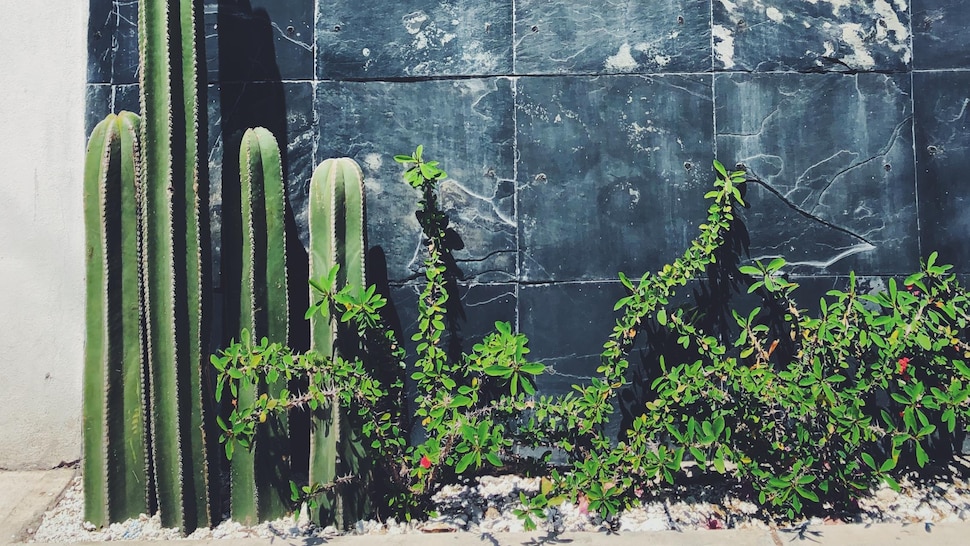 Quatre cactus de grandeurs différentes sont disposés le long d'un mur d'un bâtiment. 