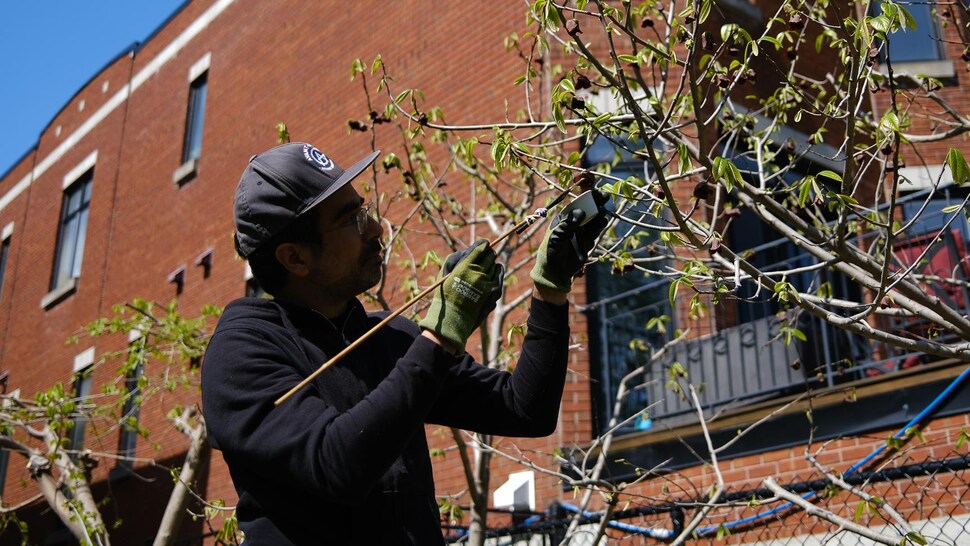 Une personne utilise un pinceau pour récolter du pollen d'un arbre en fleurs.