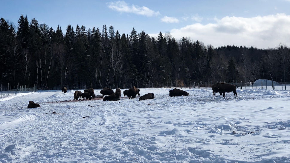 Troupeau de bisons en hiver.