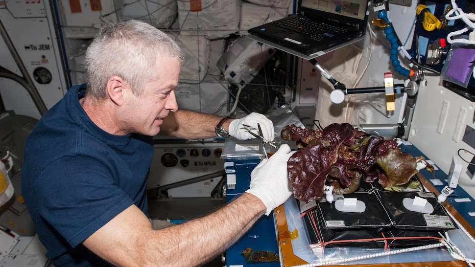 L'astronaute américain Steven Swanson récolte une laitue romaine rouge qui a poussé dans l'espace.