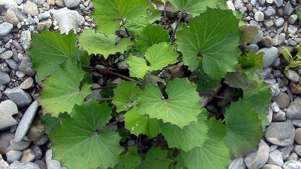 Une plante aux feuilles vertes, dentelées, de forme hexagonale, qui pousse dans du gravier.