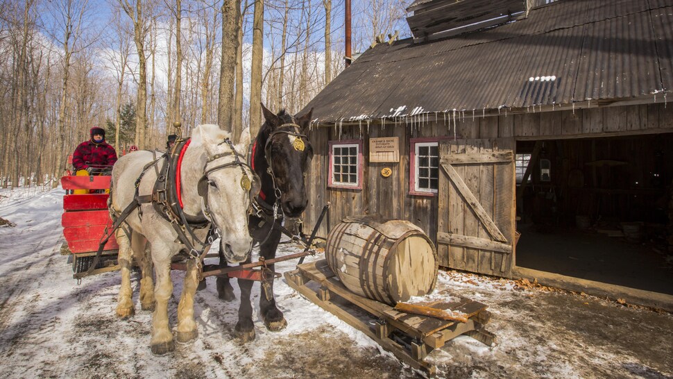 Voiture à chevaux devant une vieille cabane à sucre en bois.