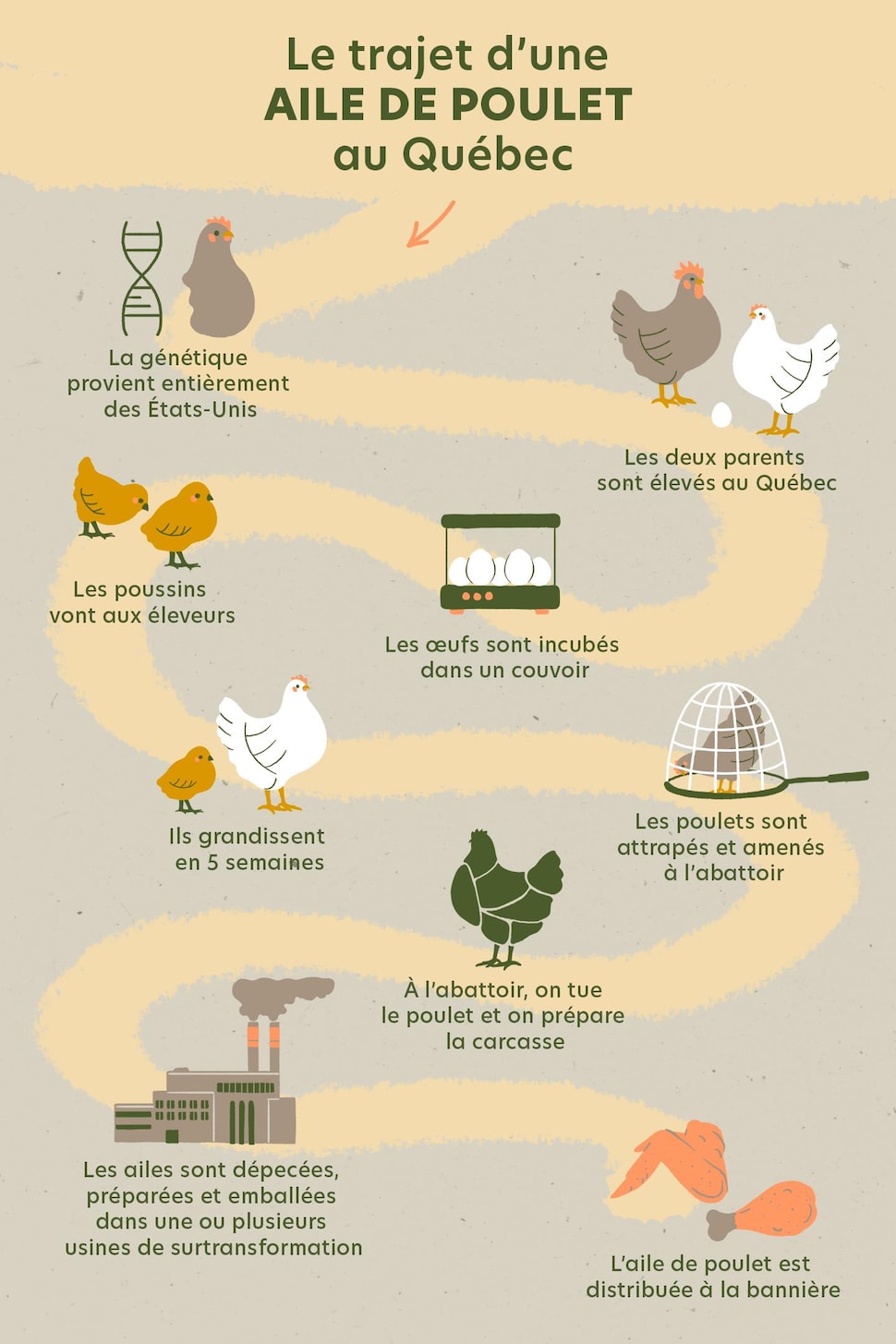 Infographie illustrant les étapes de production d'une aile de poulet.