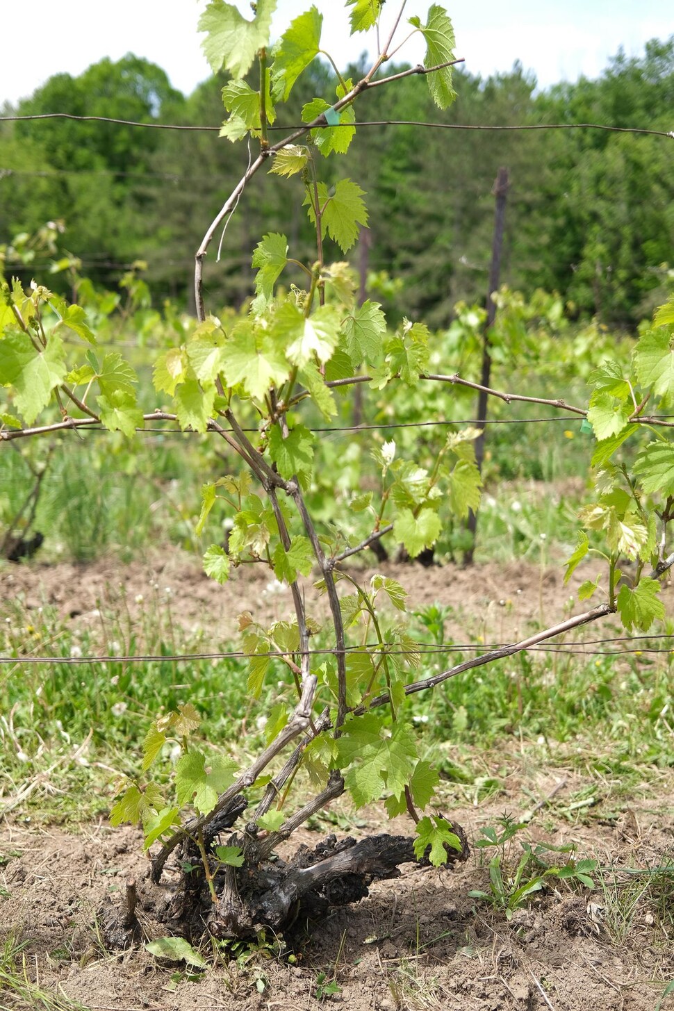 Un pied de vigne dont les feuilles sont déjà sorties.