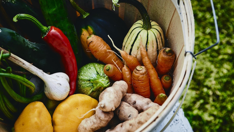 Un panier rempli de légumes biologiques du Québec, est déposé sur l'herbe.