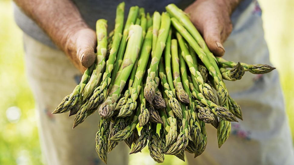 Une botte d'asperges dans les mains d'un homme.