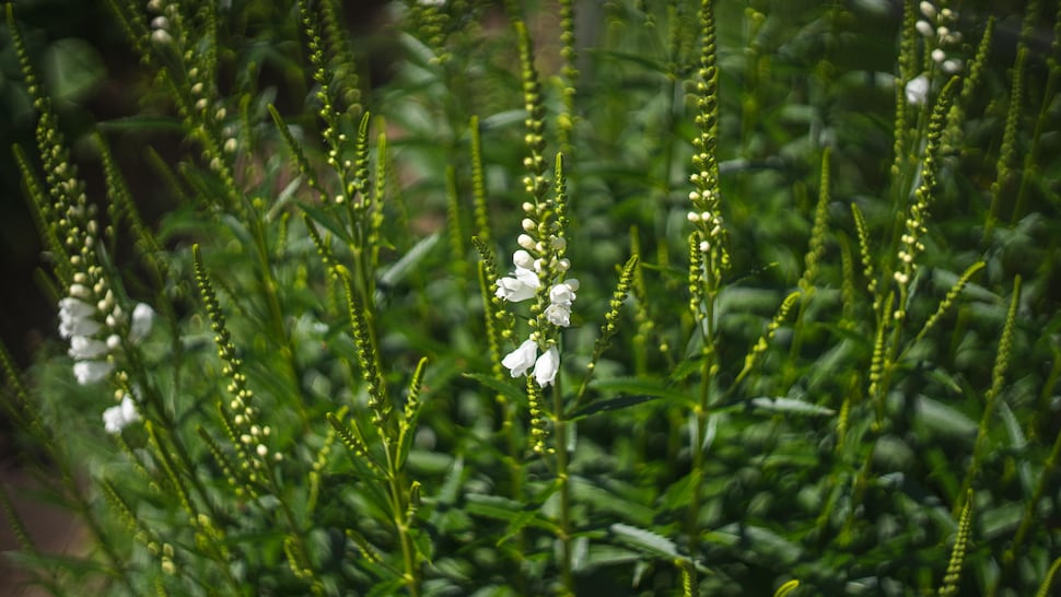 Un plant de mélilot avec ses petites fleurs blanches caractéristiques.