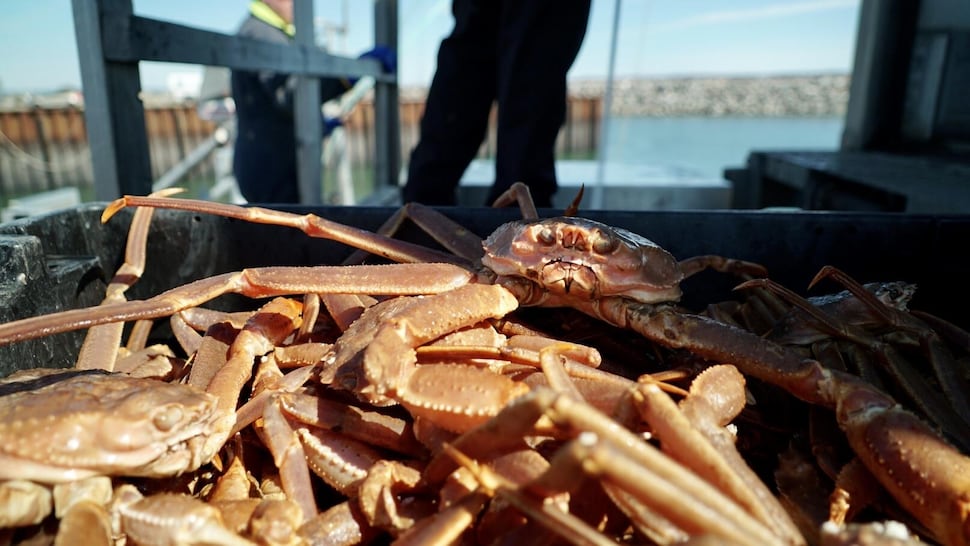 Débarquement de crabe des neiges au quai de Rimouski