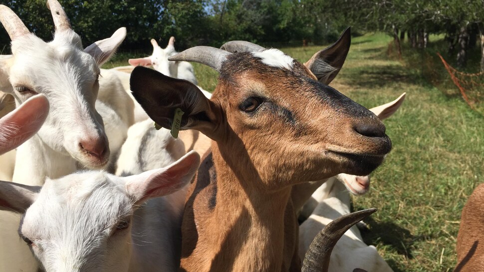 Les chèvres de la fromagerie fermière Cassis et Mélisse sont curieuses et s'approchent des visiteurs afin de récolter des caresses. 