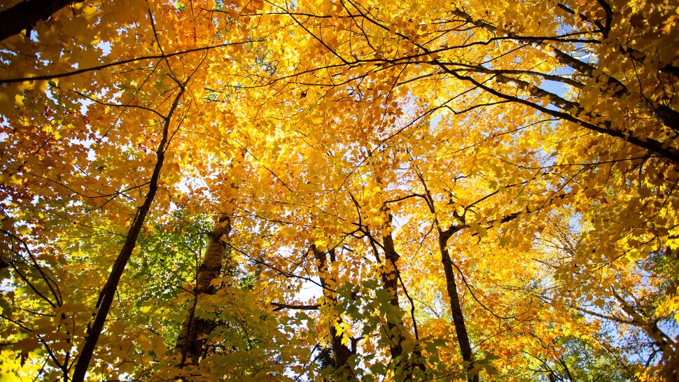Des érables au parc national des Monts-Valin.