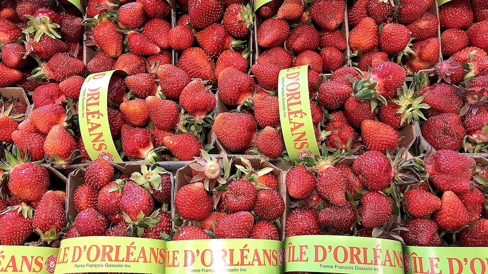 Casseaux de fraises bien remplis et prêts à déguster plus tôt cette année en lien avec un printemps plus chaud et sec à Québec.