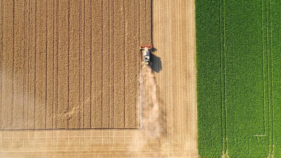 Un champ de blé avec un tracteur.