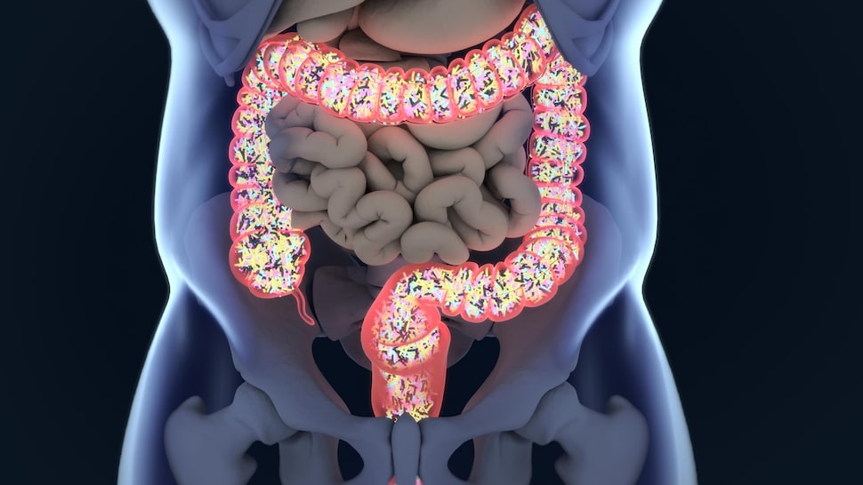 Illustration des intestins montrant le microbiote.