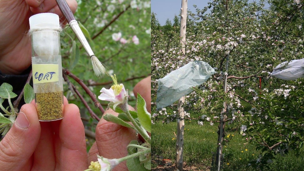 À gauche, du pollen dans une fiole. À droit, des pommiers protégés de filets.