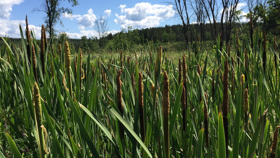 Quenouilles en bordure d'un champ dans le nord de l'Ontario.