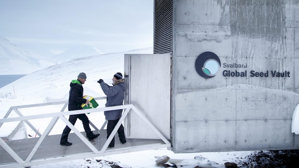 Des boîtes de semences sont transportées à l'intérieur  e la Réserve mondiale de semences du Svalbard.