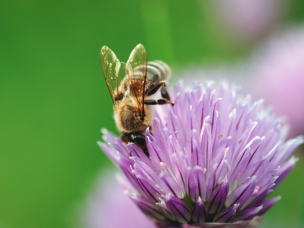Une abeille dans une fleur de ciboulette.