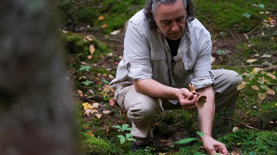 Un homme cueille des champignons.