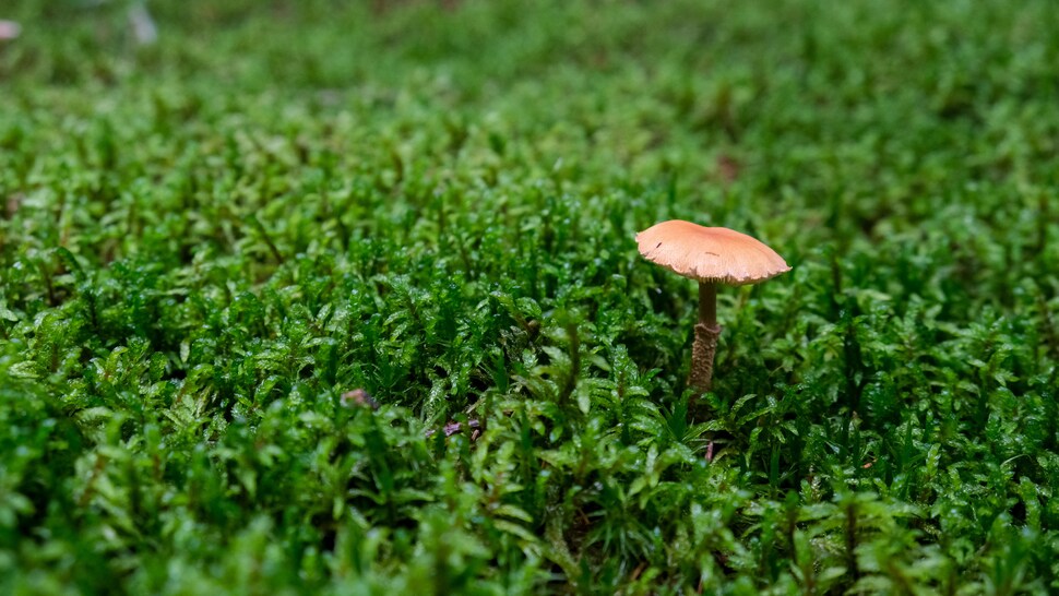 Un champignon qui pousse dans la sphaigne, une mousse essentielle au maintien de la biodiversité des forêts. 