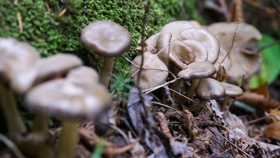 Un champignon sauvage dans un milieu humide près d'une plantation d'épinettes. 