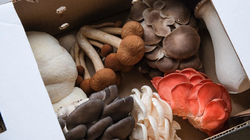 Quelques variétés de champignons dans une boîte.