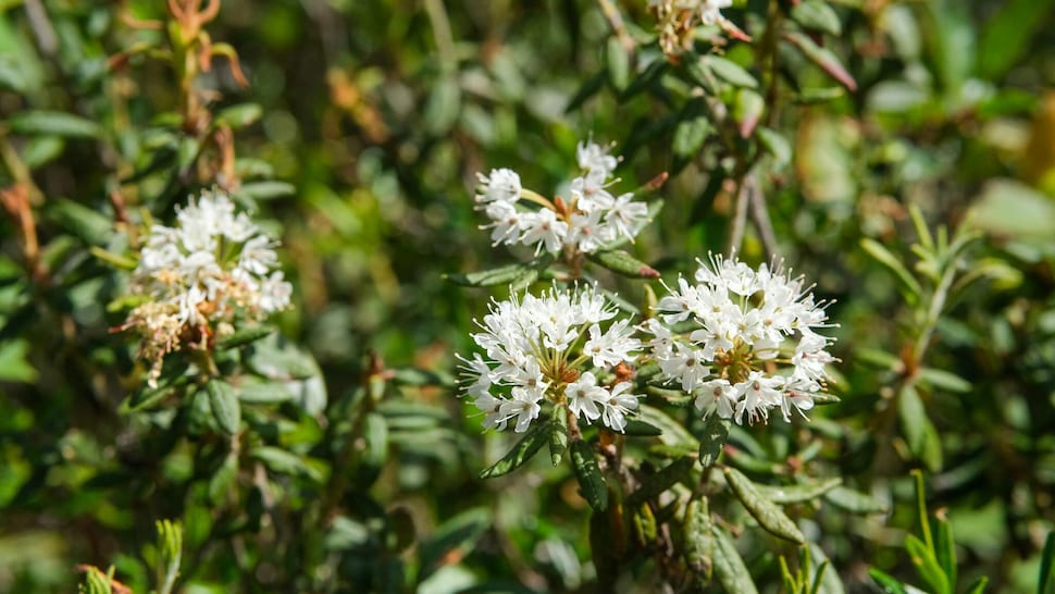 Des fleurs de thé du Labrador. 