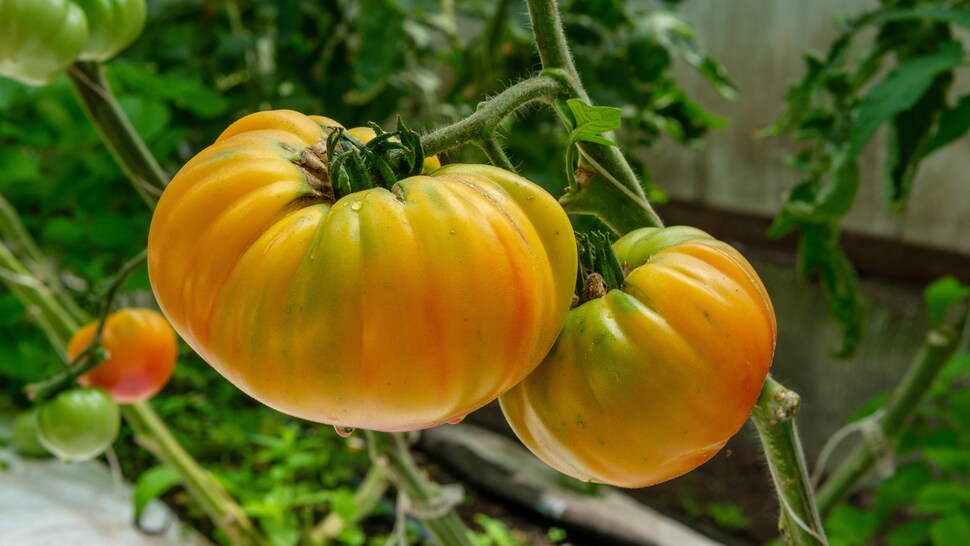 Deux belles grosses tomates jaune et verte avec les extrémités rouges