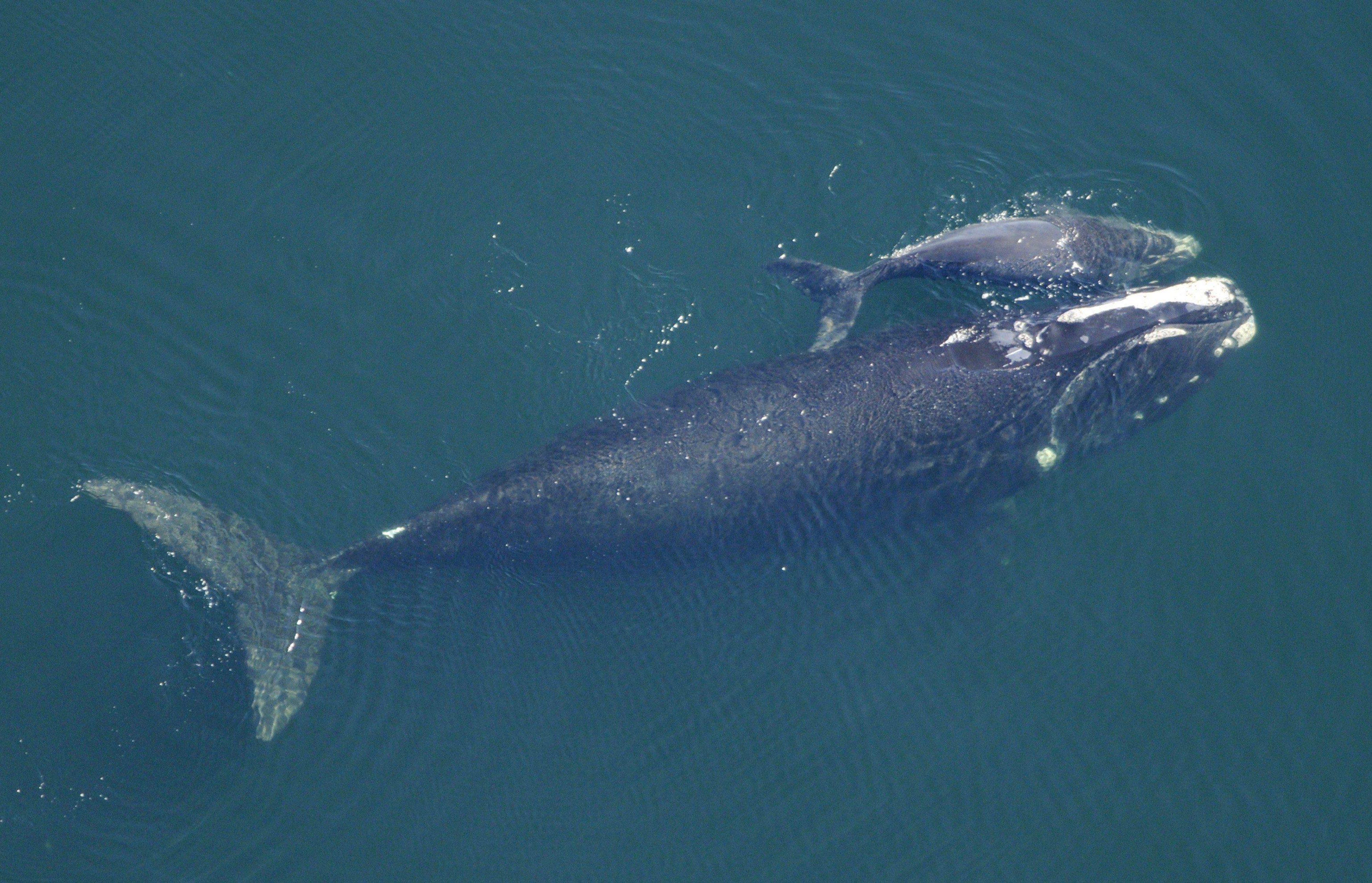 Une baleine et son petit nagent côte à côte.