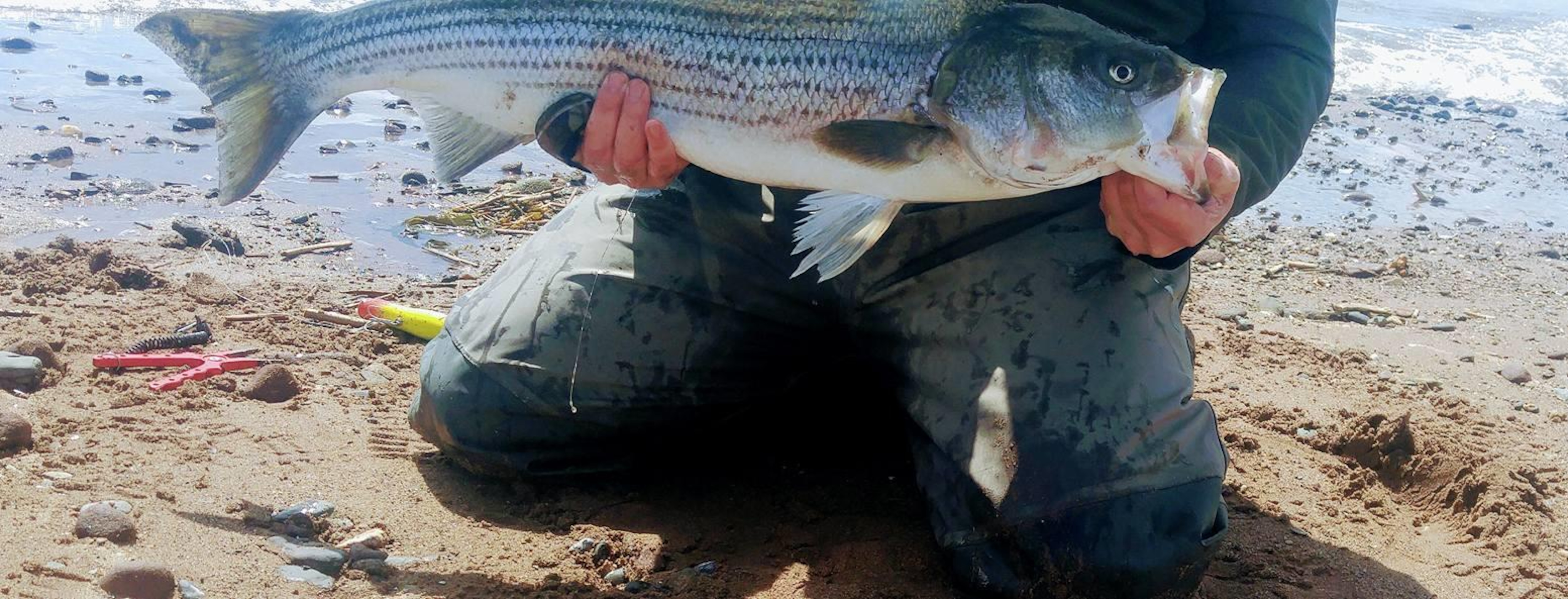 La popularité de la pêche au bar rayé ne se dément pas dans la ...