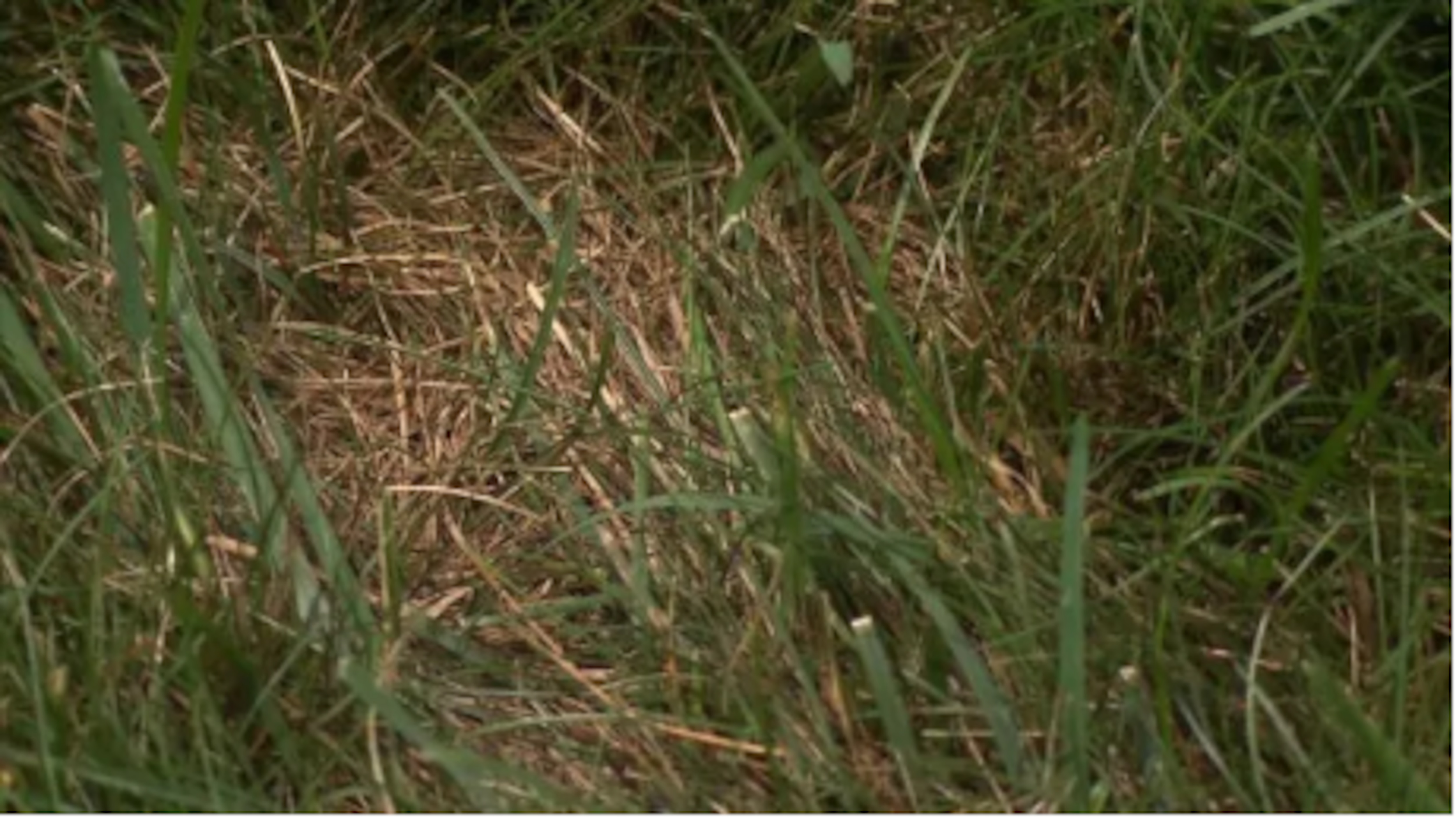Les punaises de céréales, un fléau pour les gazons cette année