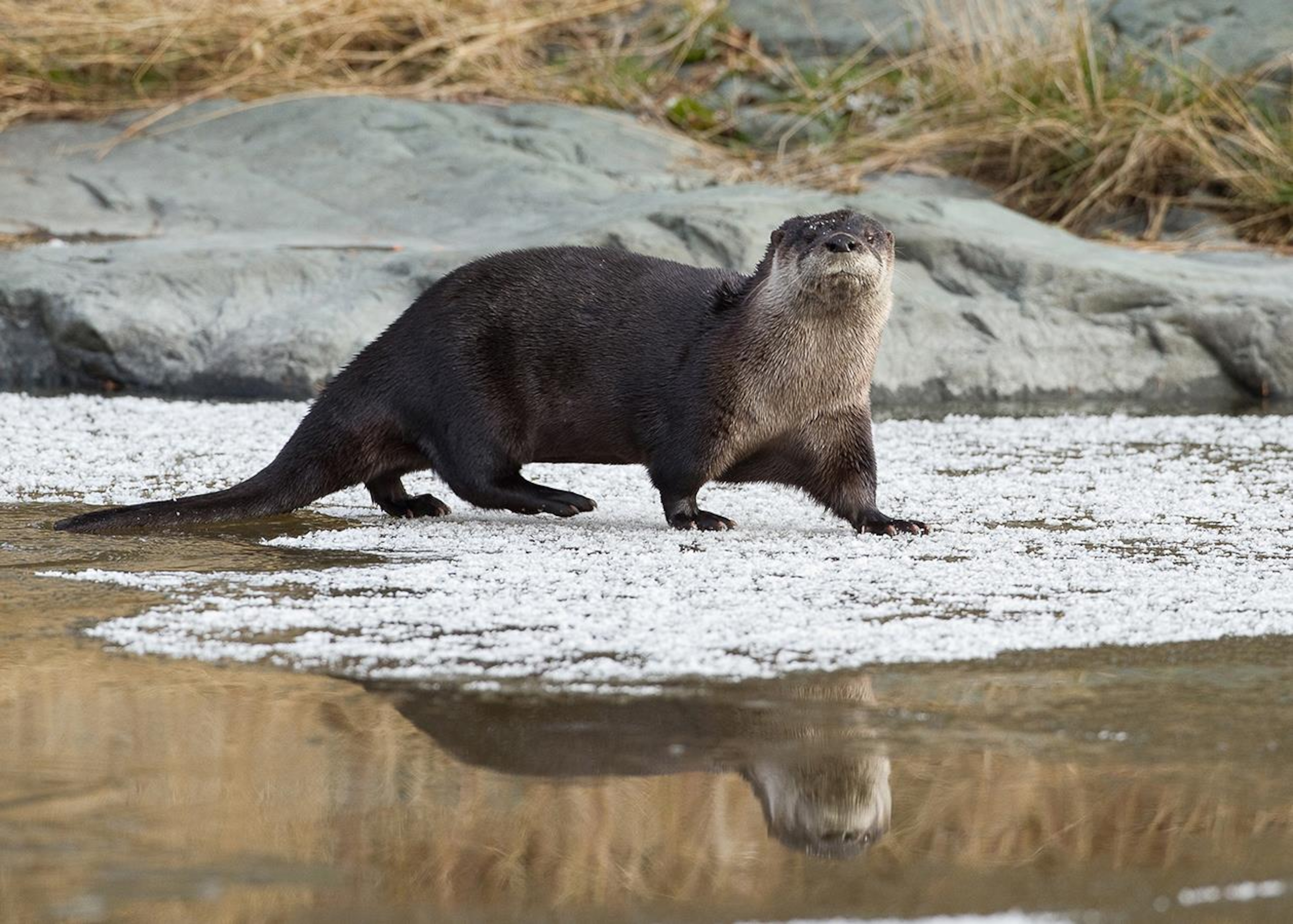 Portrait Intime De La Faune Abitibienne La Loutre