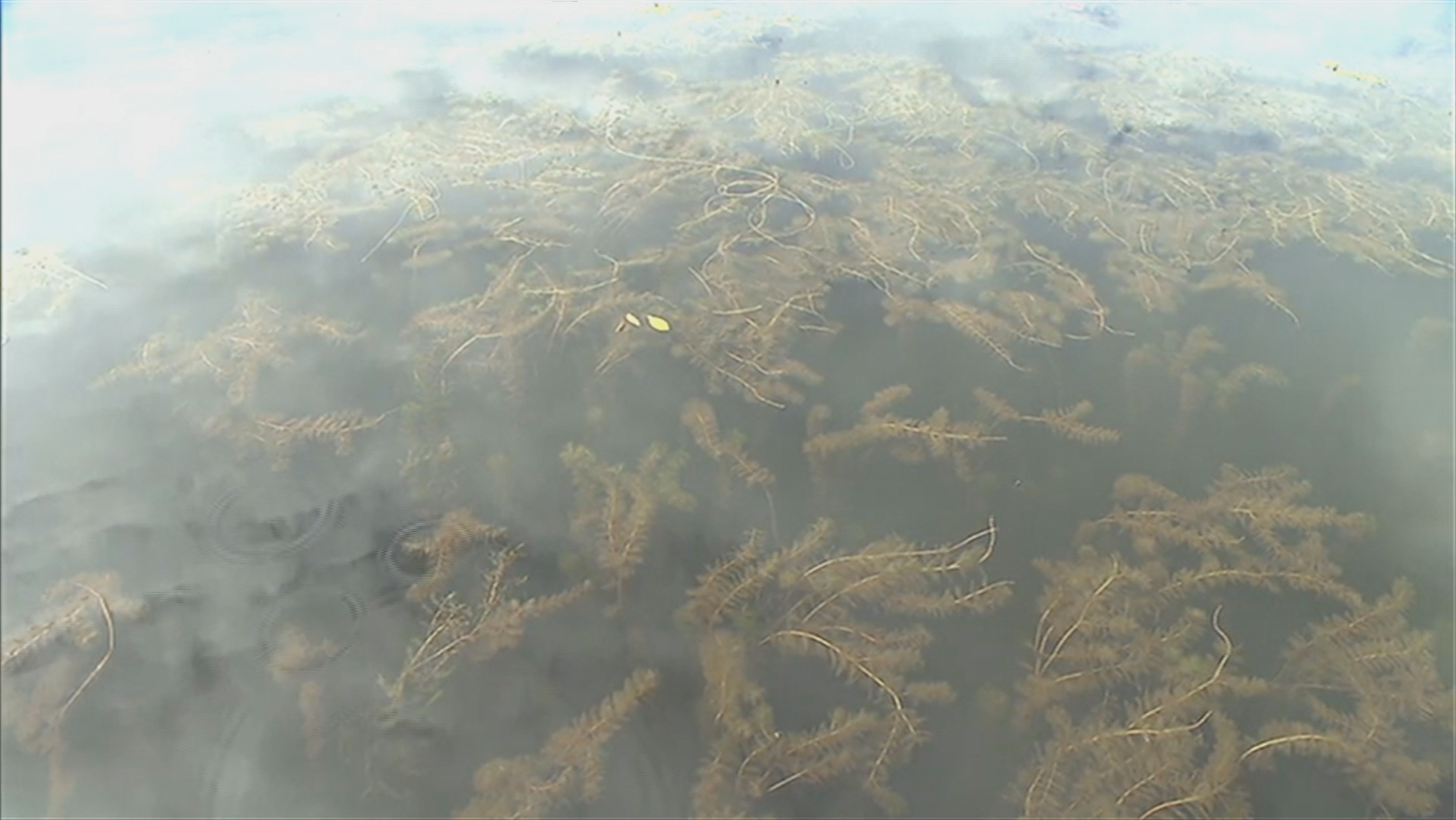 Le myriophylle à épi est omniprésent dans les eaux du lac à la Tortue, à Shawinigan.