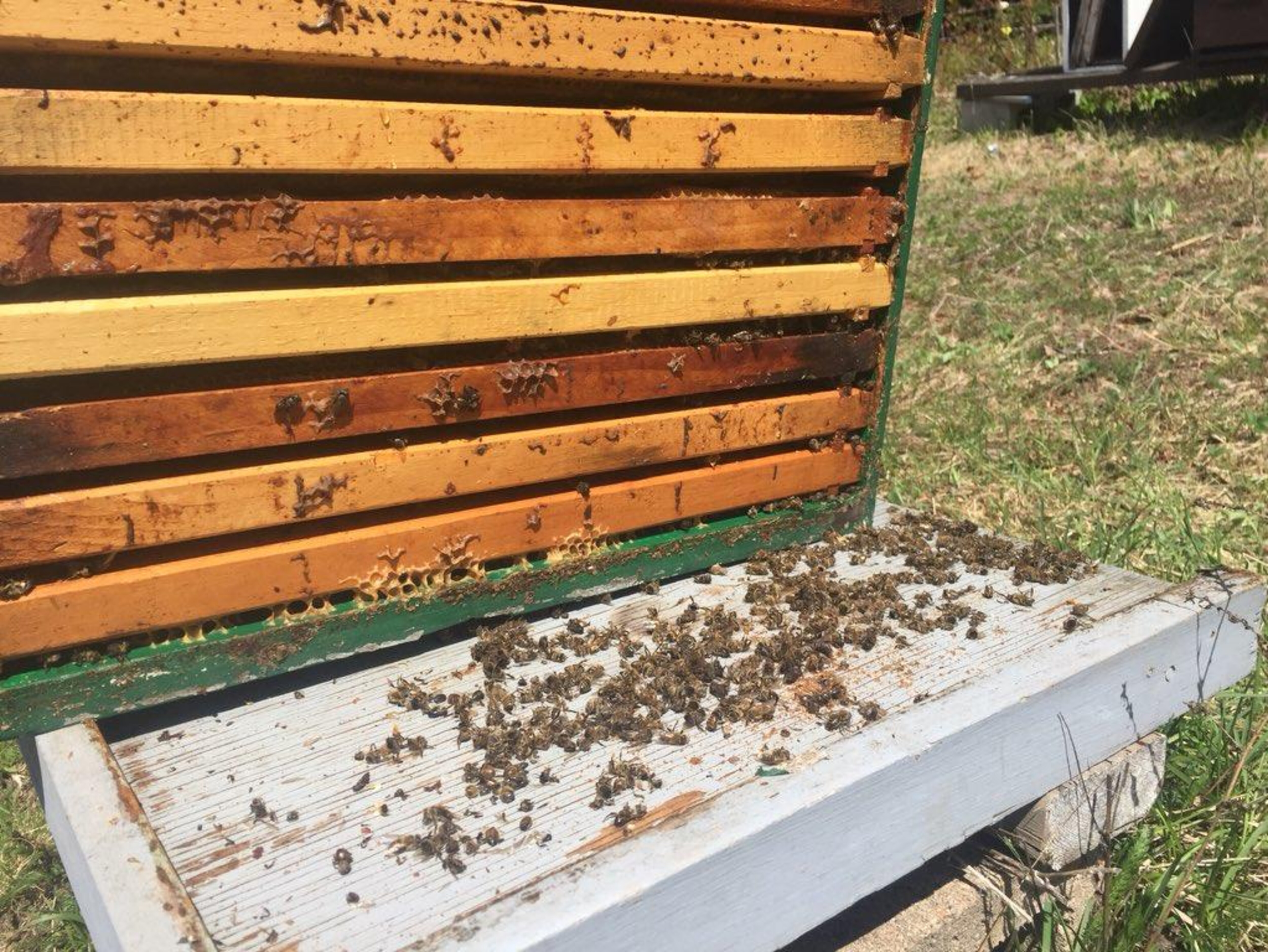 Des abeilles mortes dans une ruche ouverte