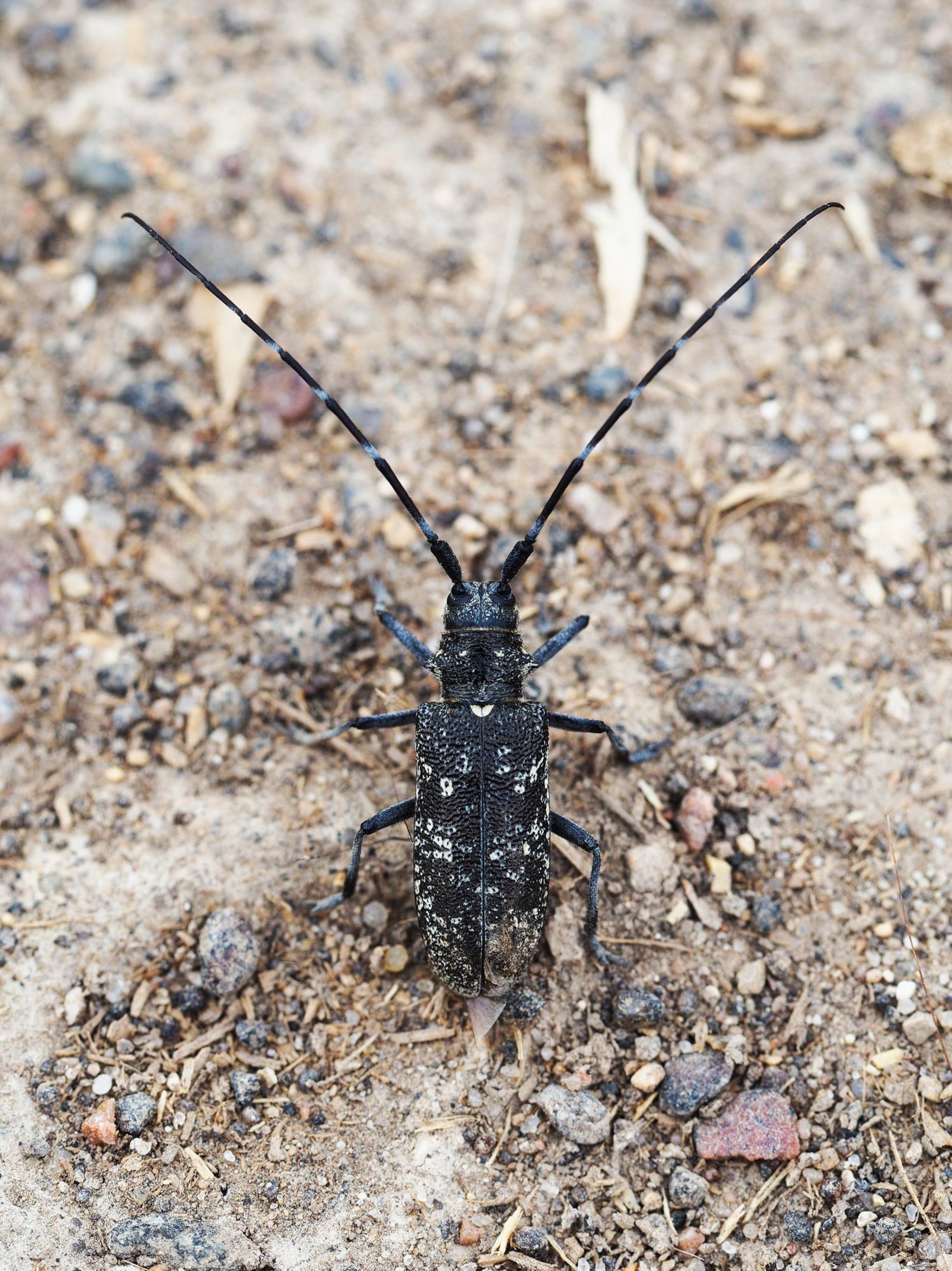 Un insecte noir et jaune aux deux longues antennes courbée.