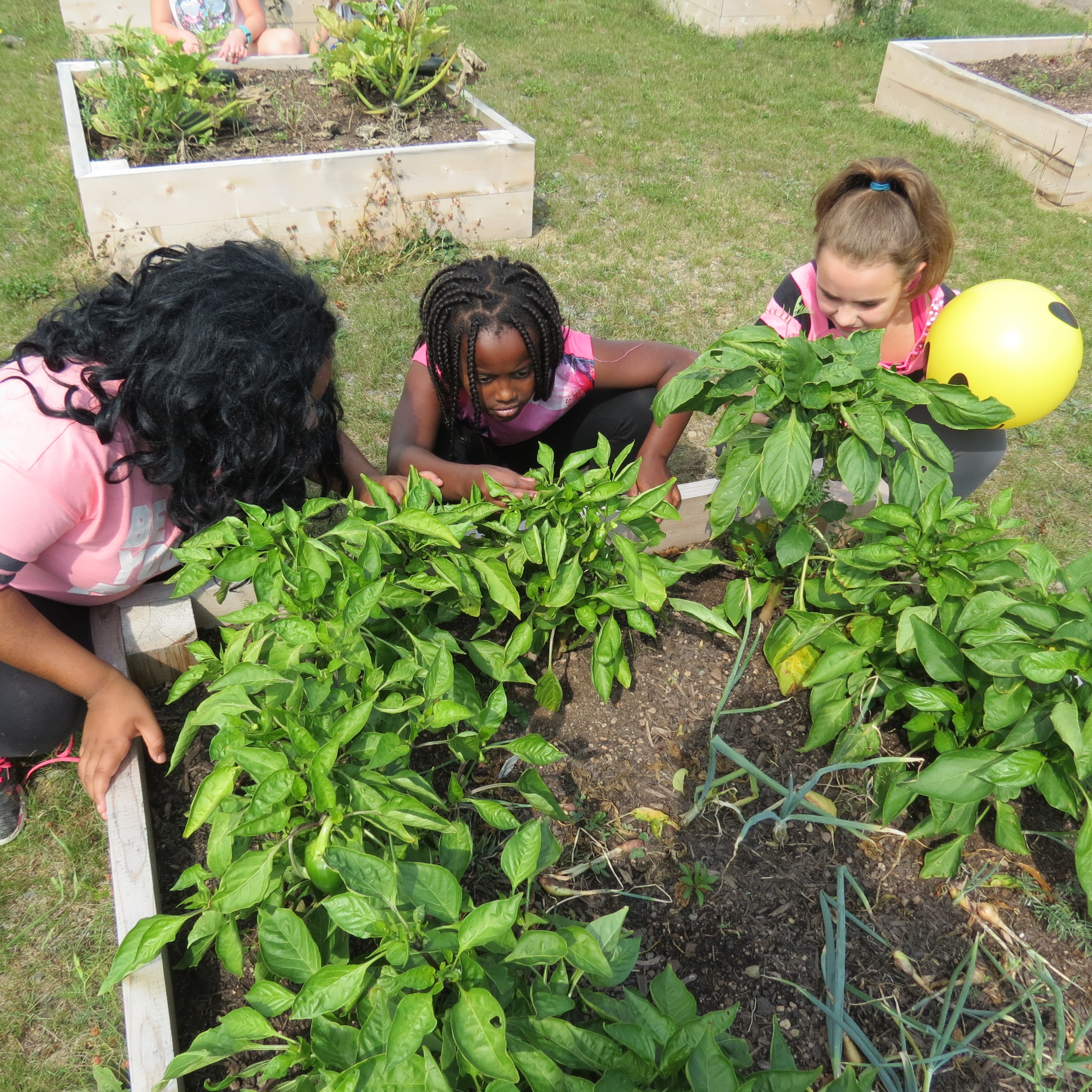 Des élèves jardinent à l'école Calixte-F.-Savoie.