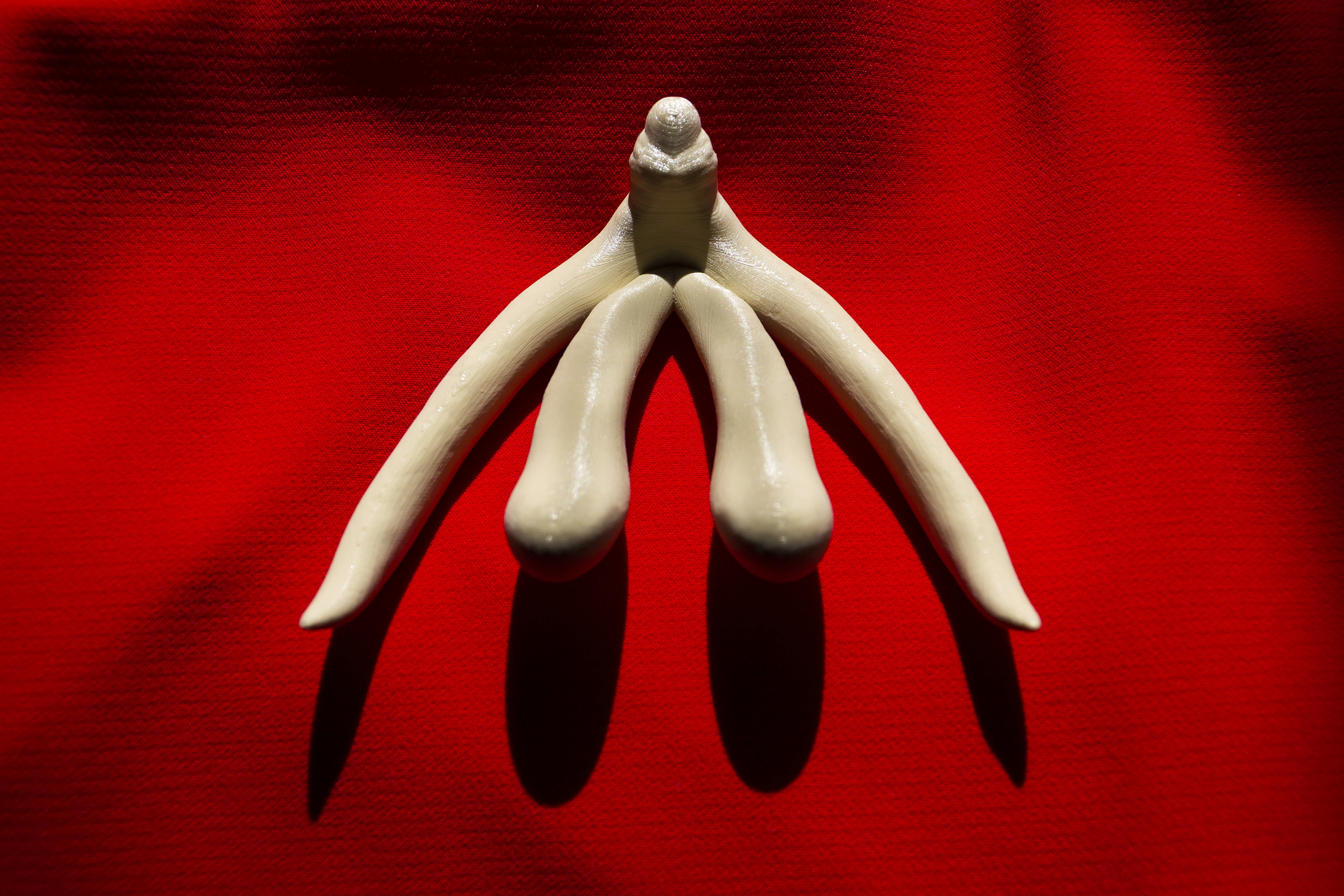 Reproduction en trois dimensions du clitoris, conçue pour des classes d'anatomie humaine.