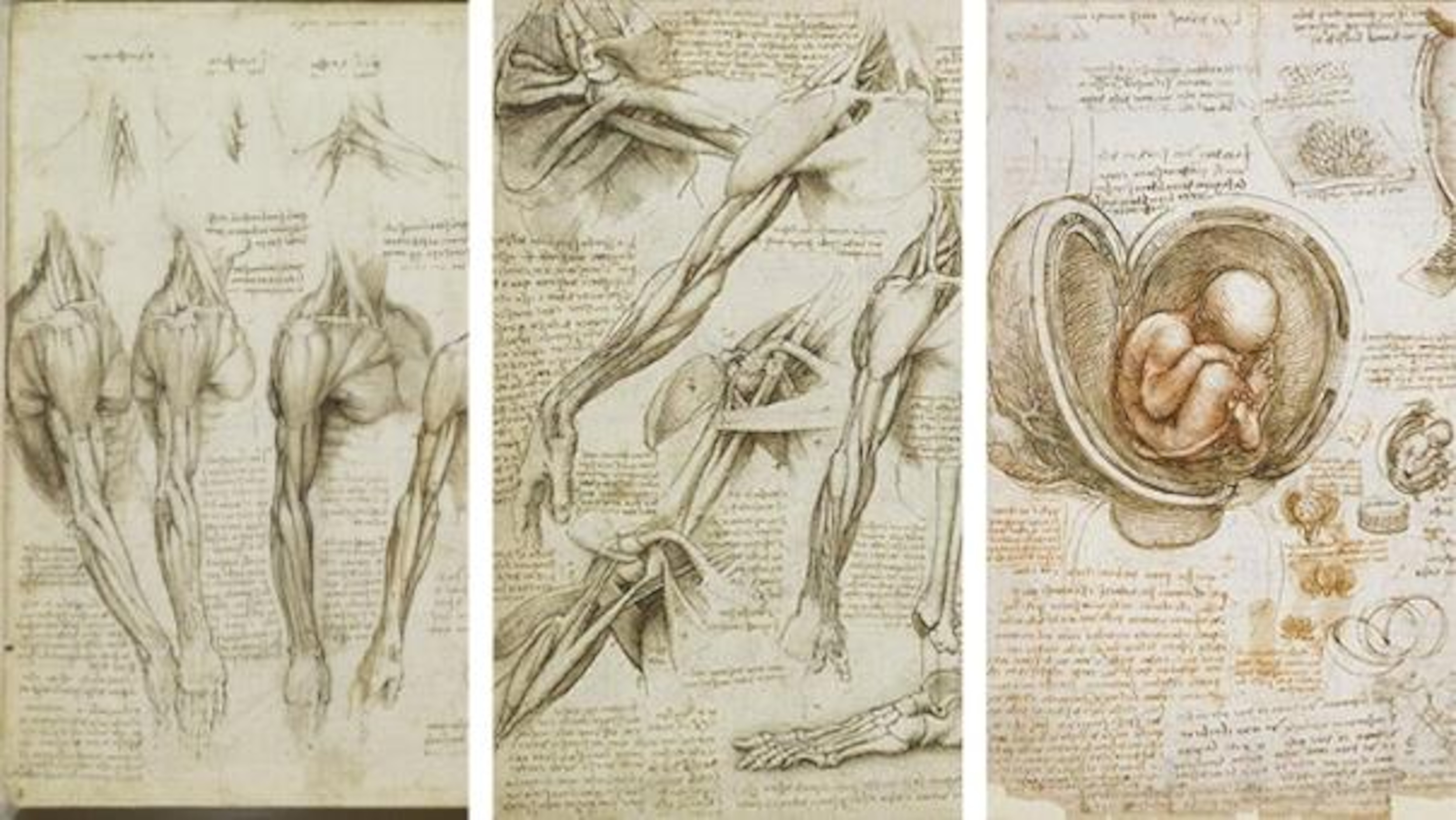 Collage de trois dessins d'époque représentant l'anatomie des bras, des jambes et du fœtus