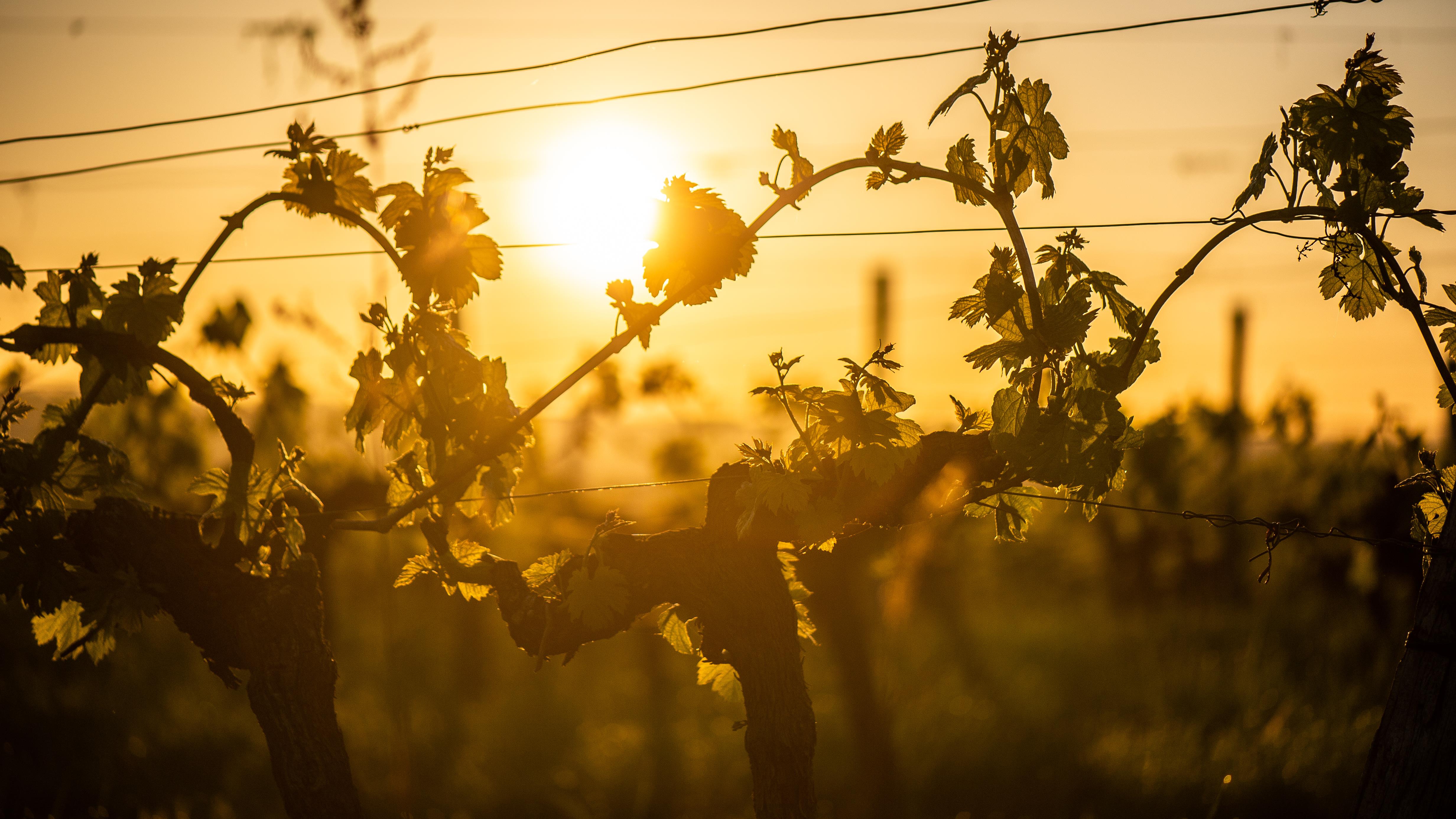 Est-ce que les raisins américains pourraient sauver le vin français?
Est-ce que les raisins américains pourraient sauver le vin français?