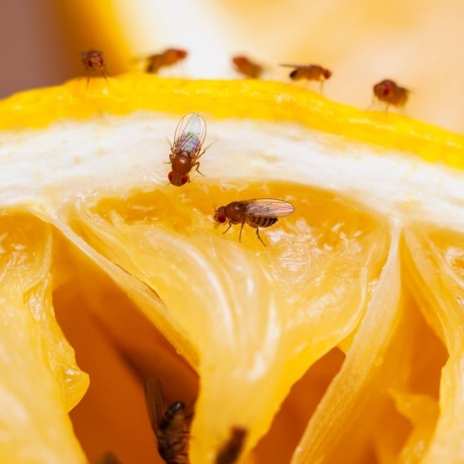 Lutte contre les mouches de deuil - Attrape-mouches des fruits
